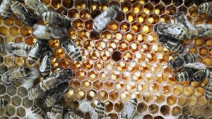 Ein Bienenschwarm auf einer Honigwabe