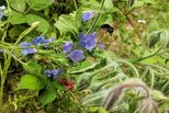 Hummel fliegt zu blauer Blüte