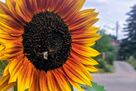 Hummel an Sonnenblume